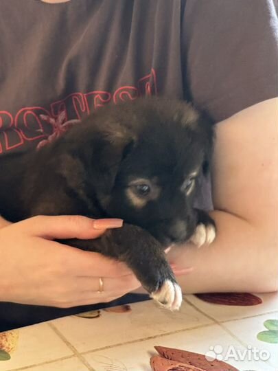 Двортерьер