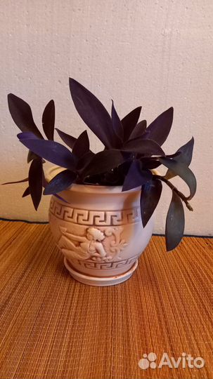 Сеткреазия пурпурная