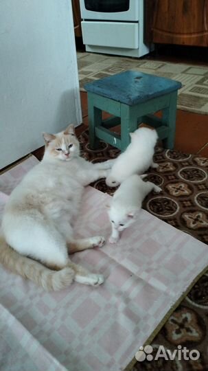 Кошки в добрые руки