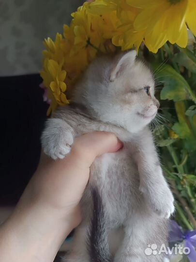 Кошки породистые
