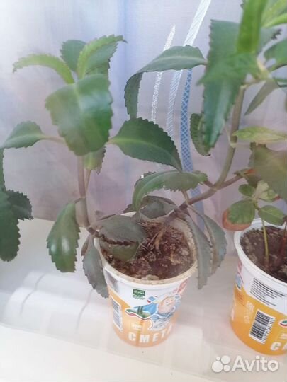 Каланхоэ лечебное