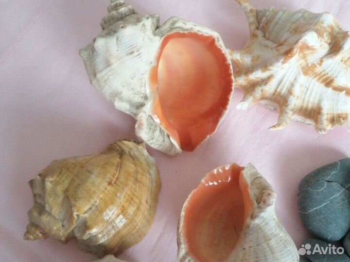 Морские ракушки раковины и камни