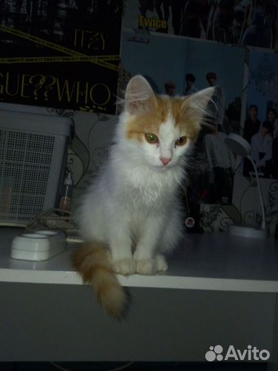 Кошка в дар бесплатно