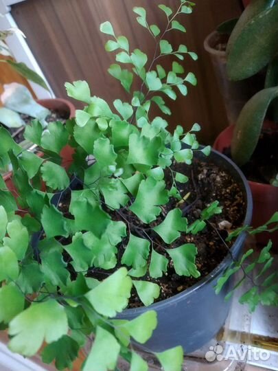 Адеантум Венерин волос