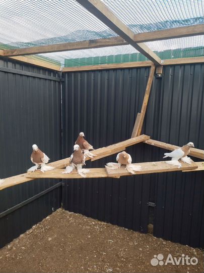 Голуби узбекские. Игровые