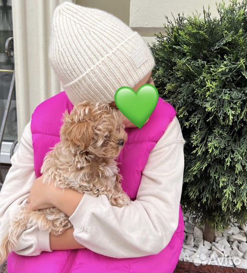 Мальтипу микро f1 N 1 в Russia korea+china