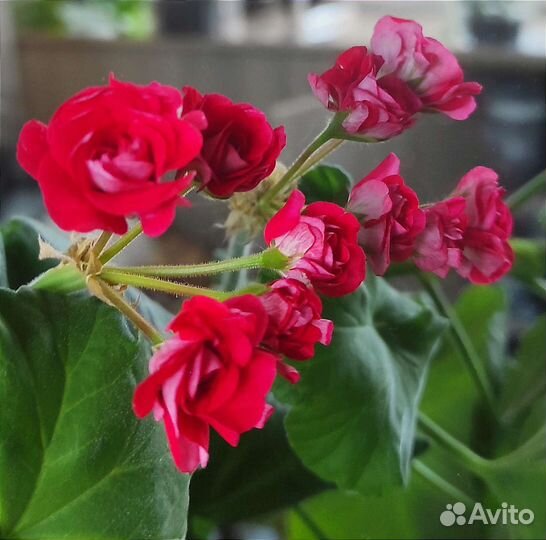 Пеларгония Живые розы