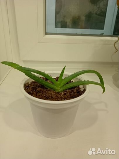 Алое столетник