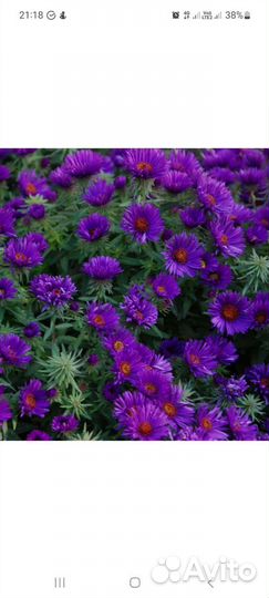 Садовые многолетники