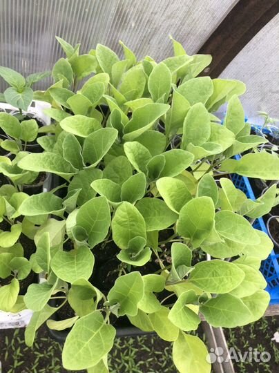 Продам рассаду