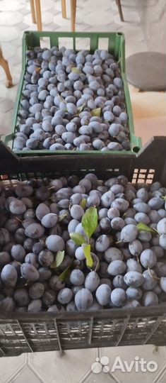 Слива чернослив