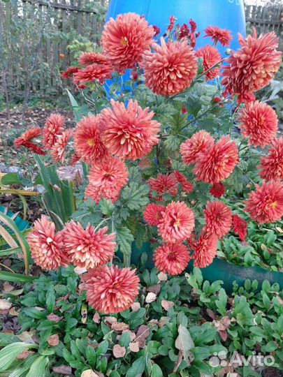Хризантема корейская 3расцветки(цветёт)