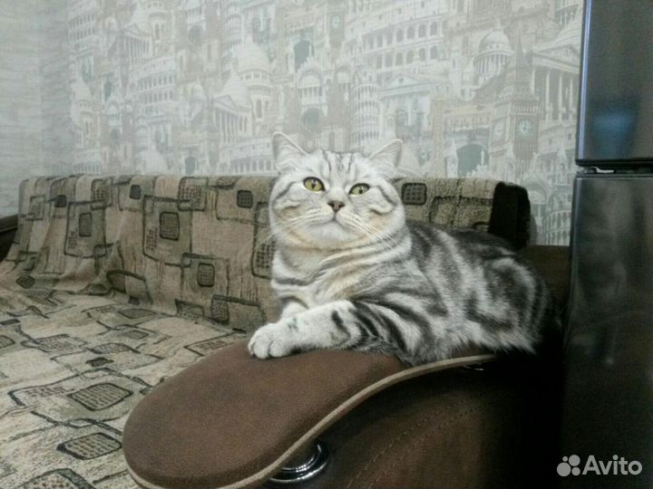 Вязка.Шотландский Скоттиш страйт