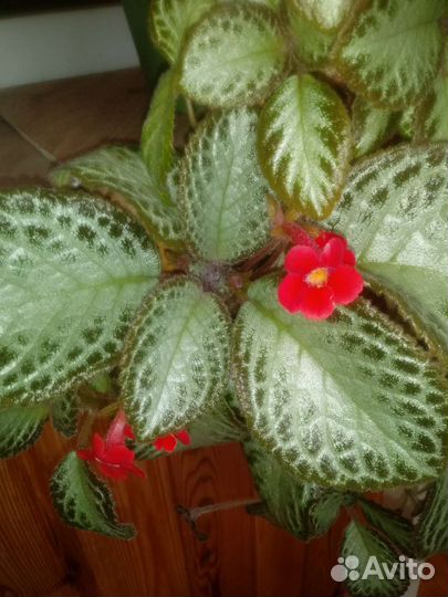 Домашние цветы