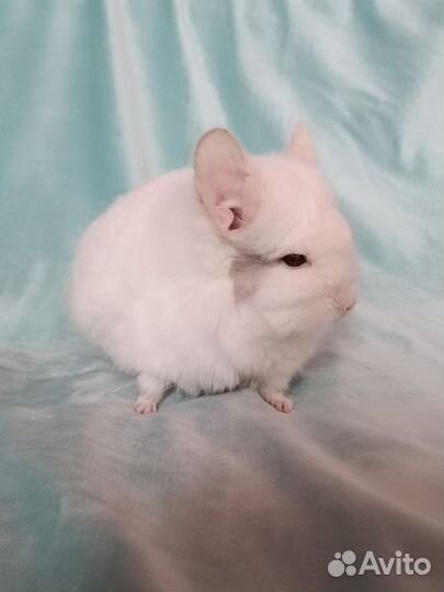 Шиншилла ангора