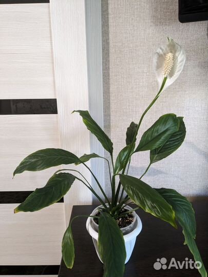 Спатифиллум