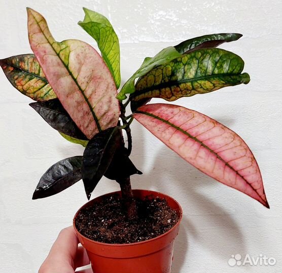 Кротон Миссис Айстон