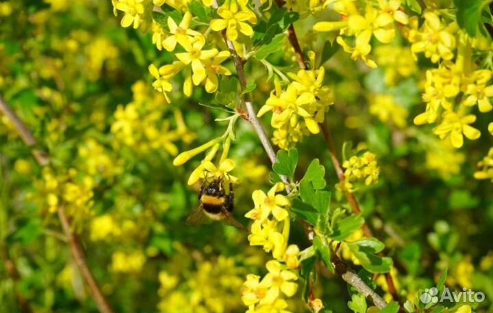 Ирга, Золотистая смородина, Облепиха- саженцы