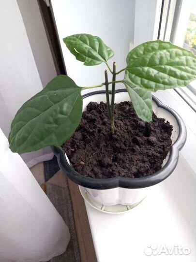 Клеродендрум