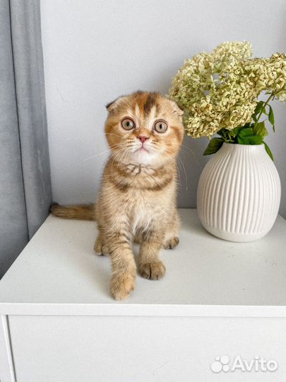 Шотландские малыши