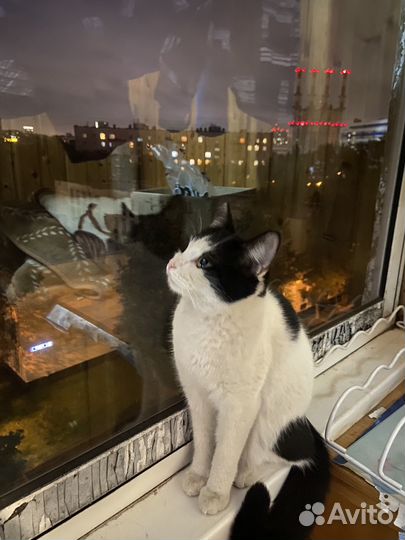 Котенок в добрые руки