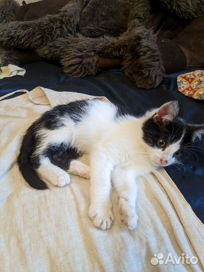 Котята в добрые руки SOS