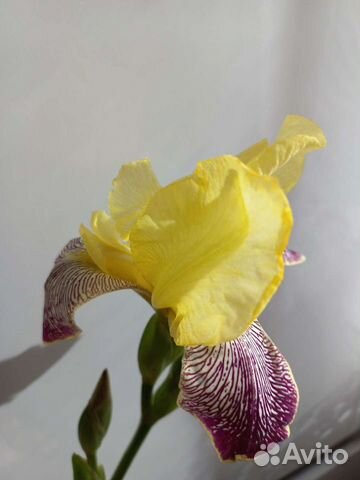 Ирис или обмен на многолетние цветы