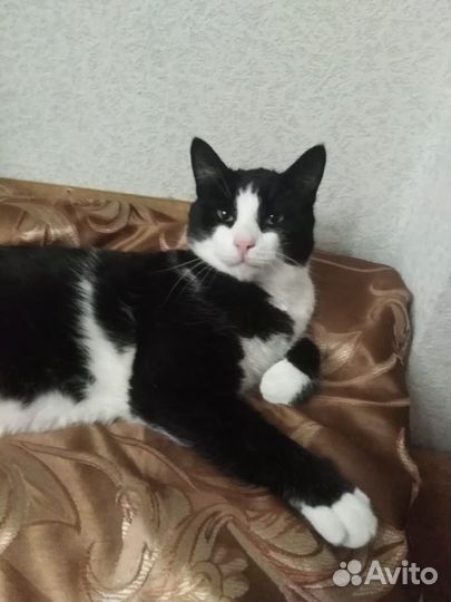 Котик в добрые руки