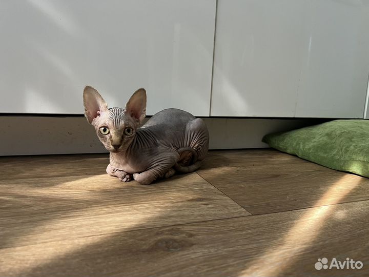 Канадский сфинкс котенок девочка