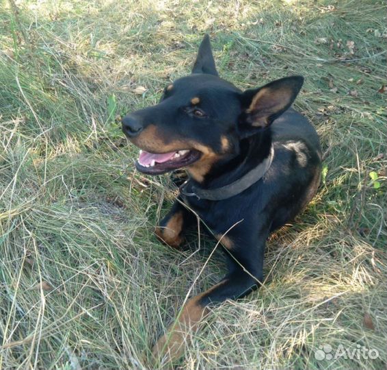 Австралийский келпи