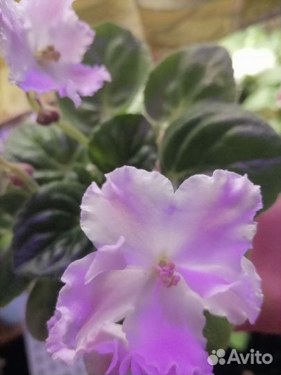 Фиалка ле Пина Колада