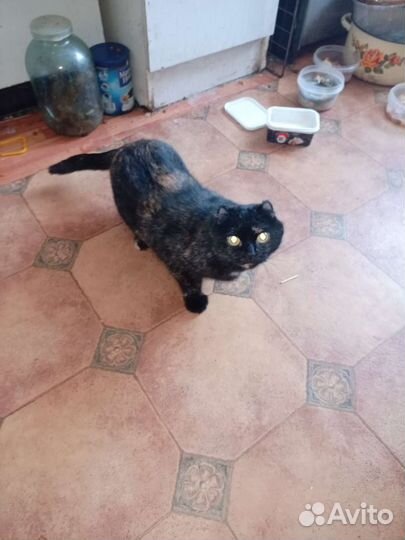 Кошка в дар