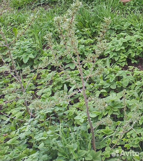 Саженец облепихи