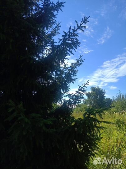 Еловые,сосновые ветки,лапник