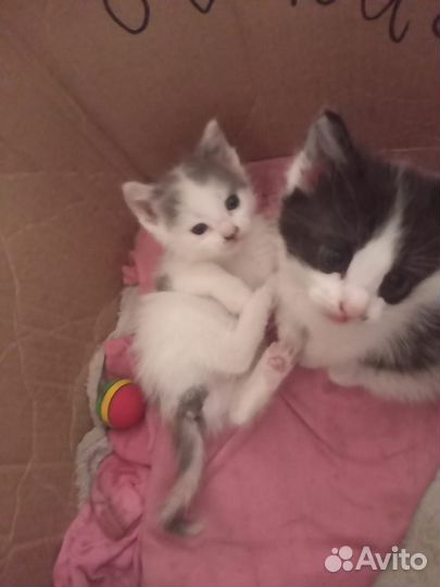 Котята в добрые руки даром девочки