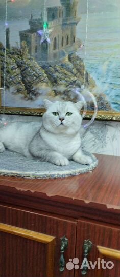 Вязка Шотландский котик и Продажа