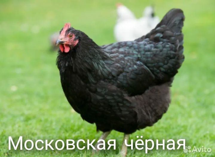 Инкубационное яйцо