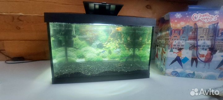Аквариум с рыбками 20л