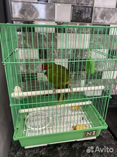 Попугай Какарик