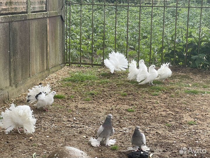 Павлины(голуби)
