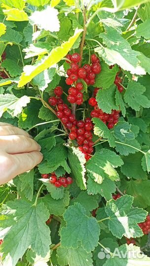 Малина. Красная и чёрная смородина ягоды