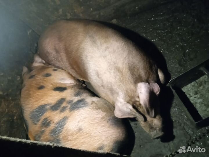 Продам мясо свинины