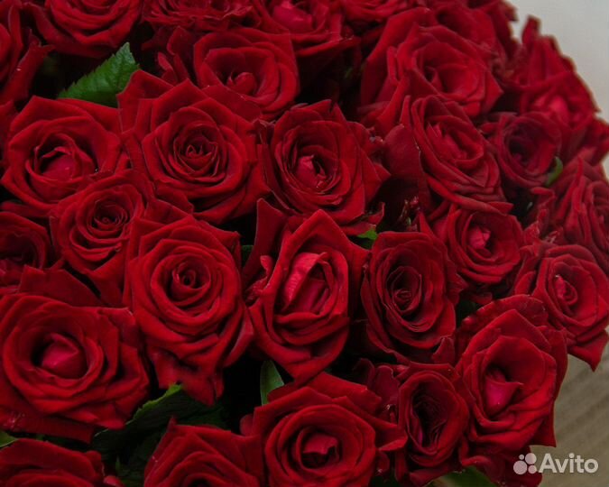 Розы красные 51 шт., 101 шт., 151 шт