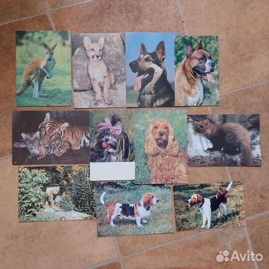 Открытки СССР животные