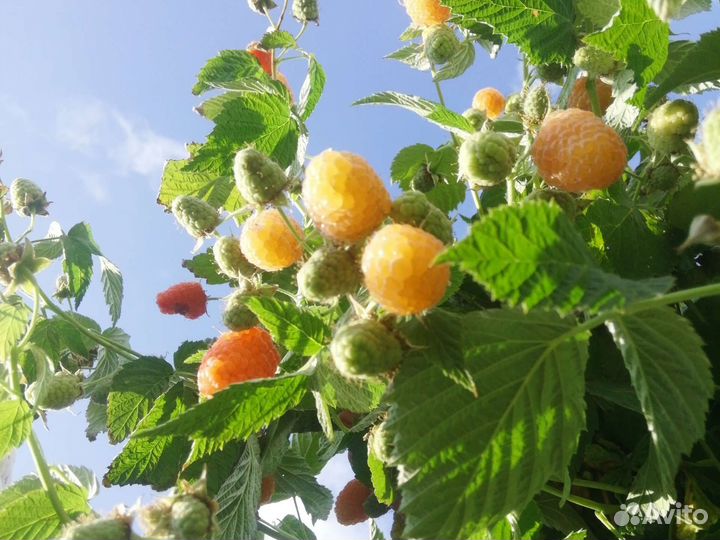 Малина жёлтая - гигант