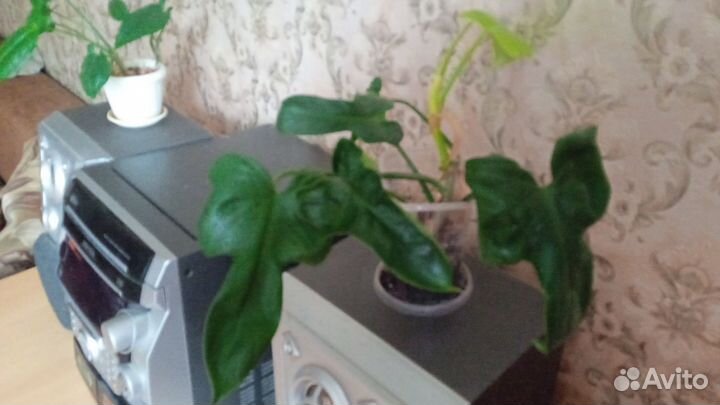 Филодендрон виолин голд