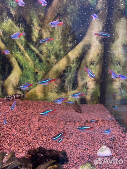 Неон голубой