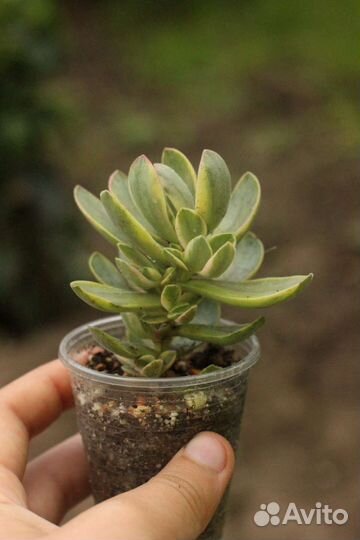 Редкие суккуленты