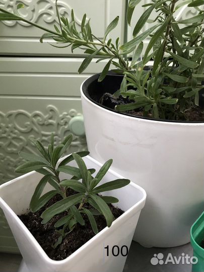 Лаванда, выращенная на балконе