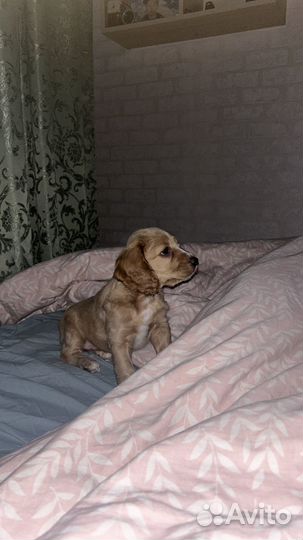 Кокер спаниель